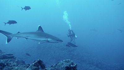 bild aus der news Bilder wie aus einem Abenteuerfilm: Der erste Trailer zu "Segeljungs" verspricht eine unvergessliche Reise – exklusiv bei FILMSTARTS