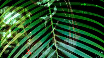 bild aus der news Streaming-Tipp: "Predator"