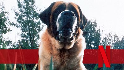 bild aus der news Mehr als 40 Jahre nach der ersten Adaption: Netflix arbeitet an Neuverfilmung eines Stephen-King-Horror-Bestsellers