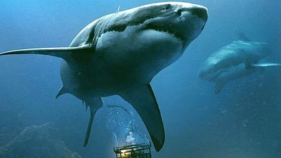 bild aus der news Neuer Hai-Horror mit "Yellowstone"-Star kommt: Hier treffen die Bestien auf einen Serienkiller!