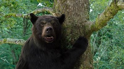 bild aus der news Superstar gegen Grizzly-Bär: Macher des aktuell größten Horror-Hits nehmen Harrison Ford und Russell Crowe ins Visier für nächsten Coup!