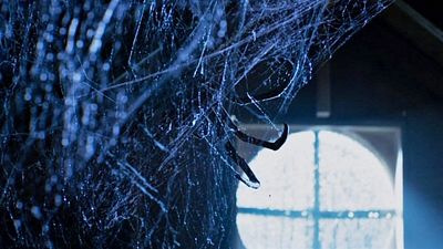 bild aus der news Exklusiver Trailer zum schaurigen Spinnen-Horror "Itsy Bitsy" – Achtung, nichts für Arachnophobiker!