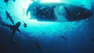 bild aus der news Tier-Horror trifft Serienkiller-Thriller: Stars aus "Yellowstone" & "Terminator" im Trailer zu "Dangerous Animals"