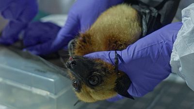 bild aus der news Wer ist "schuld" an Corona – und warum brauchen wir eigentlich immer sofort Sündenböcke: Trailer-Premiere zur Kino-Doku "Blame"