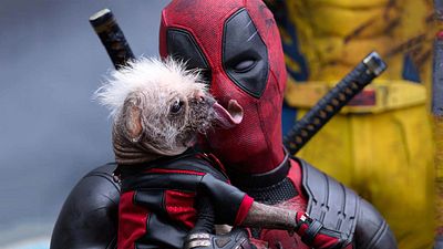 bild aus der news So eine Natur-Doku habt ihr noch nie gesehen! "Deadpool"-Star Ryan Reynolds rückt im Trailer tierische Underdogs in den Mittelpunkt