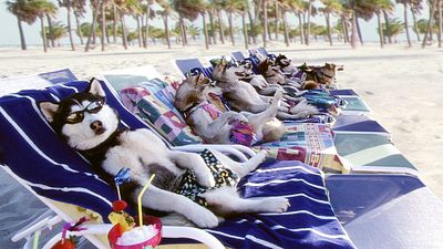 bild aus der news TV-Tipp: "Snowdogs" mit Cuba Gooding Jr.