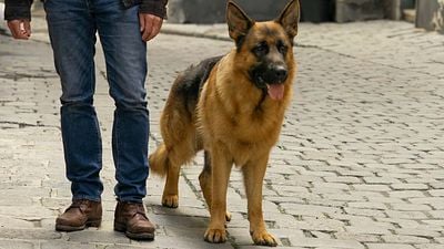 bild aus der news Tiertrainerin von "Kommissar Rex" über Schwierigkeiten beim Dreh: Diese Szene war für den Schäferhund eine riesige Herausforderung!