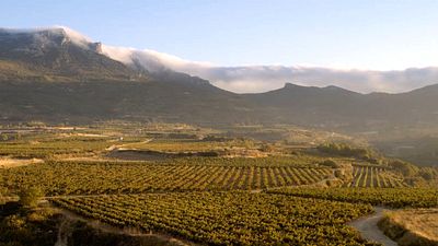 bild aus der news Rebläuse und das antike Rom: Der Trailer zu "Das Land der tausend Weine"eröffnet euch eine faszinierende Welt