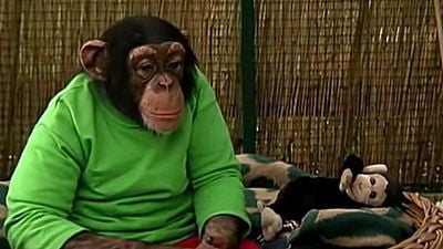 bild aus der news Das traurige Schicksal des "Unser Charly"-Affen: Das wurde aus dem berühmtesten TV-Tier Deutschlands