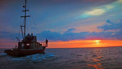 bild aus der news Dieses Meisterwerk von Steven Spielberg gilt als erster Hollywood-Blockbuster: Trailer zur Wiederaufführung von "Der weiße Hai"