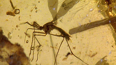 bild aus der news Der große Logikfehler in "Jurassic Park": Aus wissenschaftlicher Sicht ergibt das gar keinen Sinn!