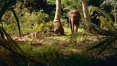 bild aus der news Heute Abend streamen: Ein zu Unrecht in Vergessenheit geratenes Abenteuer – tolle Naturbilder & jede Menge wilde Tiere!