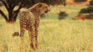 African Cats: Neue Naturdoku der Disney-Studios