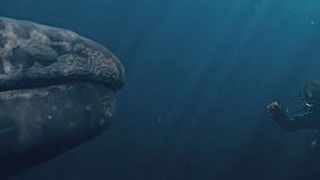 bild aus der news Erster Trailer zu "Alle lieben Wale" mit Drew Barrymore