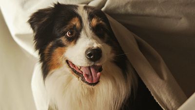 bild aus der news "Fünf Freunde 2": Erster Trailer zum bunten Kinderfilm-Sequel