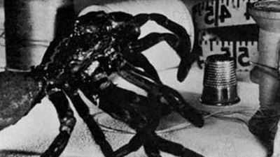 "The Incredible Shrinking Man": MGM plant Neuauflage des Sci-Fi-Romanklassikers "Shrinking Man"