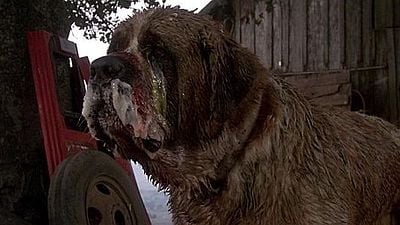 Vorsicht vor dem Hund: "Cujo"-Remake in Planung