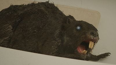 bild aus der news Exklusive Szene aus "Zombiber": Achtung, Killer-Nager greift an!