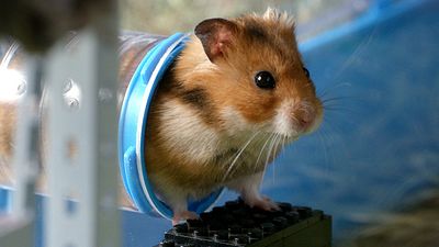 bild aus der news Deutsche Trailerpremiere zum Hamsterkrimi "Rettet Raffi!"