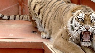 bild aus der news Der größte Boxkampf aller Zeiten: Darsteller für Ang Lees 3D-Epos über den "Thrilla in Manila" im Visier