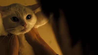 bild aus der news "Samurai Cat": Erster Trailer zur Samurai-Komödie mit einer niedlichen Katze
