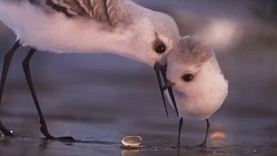 bild aus der news "Piper": Erster, niedlicher Ausschnitt aus dem neuen Pixar-Kurzfilm vor "Findet Dorie"