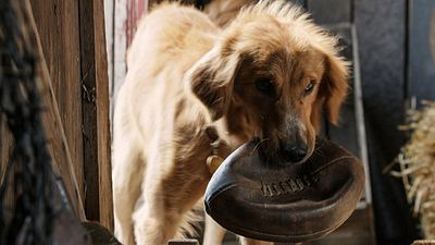 bild aus der news Hundeleben: Im Trailer zu Lasse Hallströms "A Dog’s Purpose" kehrt ein Hund immer wieder von den Toten zurück