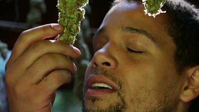 bild aus der news Außerirdisches Gras: Im ersten Trailer zu "Star Leaf – Das Kiffer-Imperium schlägt zurück" gibt’s Marihuana aus dem All