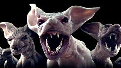 Nacktes Grauen im Trailer zu "Moggy Creatures": Killer-Nacktkatzen ermorden ihre Herrchen
