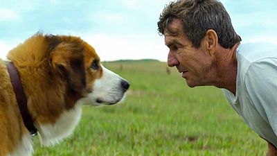 Gleich zwei deutsche Trailer zu Lasse Hallströms "Bailey - Ein Freund fürs Leben" über einen Hund, der wiedergeboren wird