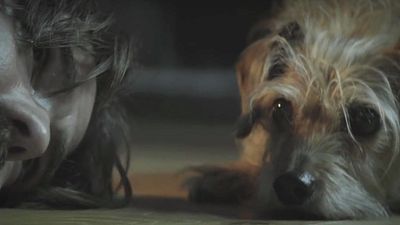 bild aus der news Kaltschnäuziges Video: In der "John Wick"-Parodie "Dog Wick" lässt der Hund die Mörder seines Herrchens bluten