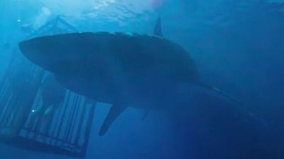 bild aus der news Auf Tauchfühlung mit tödlichen Fischen: Im Trailer zu "47 Meters Down" sind zwei Frauen in einem Haikäfig gefangen