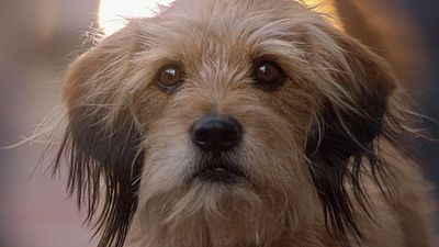 bild aus der news "Benji": Im ersten Trailer geht der knuddelige Vierbeiner auf eine gewagte Rettungsmission