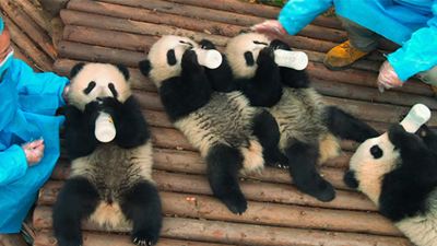 Knuffig: Erster Trailer zur IMAX-Doku "Pandas"