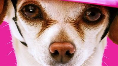 Süß! Im ersten Trailer zu "Dog Days" werden reihenweise Stars durch Hunde glücklich