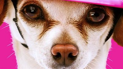 bild aus der news Süß! Im ersten Trailer zu "Dog Days" werden reihenweise Stars durch Hunde glücklich