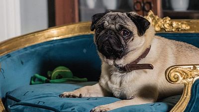 bild aus der news Der Film für alle Mops-Liebhaber: Trailer zu Disneys "Patrick"