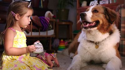 bild aus der news Deutscher Trailer zu "Bailey - Ein Hund kehrt zurück", der Fortsetzung des vieldiskutierten Hundefilm-Hits