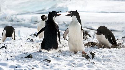 bild aus der news "Avengers 4: Endgame" pulverisiert alle Kassenrekorde: Die Top-10 der US-Kinocharts