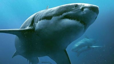 Menschenopfer für die Haie: So verrückt geht es nach "47 Meters Down" weiter!