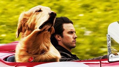 bild aus der news "Enzo und die wundersame Welt der Menschen": Das ist die FSK-Altersfreigabe zum Hundefilm mit Milo Ventimiglia
