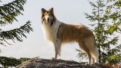 Die FSK-Altersfreigabe für "Lassie - Eine abenteuerliche Reise": Ein Kult-Comeback für alle? 