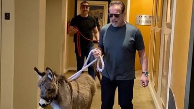 bild aus der news Arnold Schwarzenegger und sein flauschiger Mini-Esel sind unsere Helden des Tages!