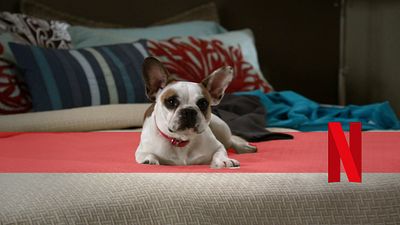 bild aus der news R.I.P.! Der aktuell lustigste Hund auf Netflix ist tot