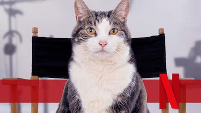 bild aus der news Netflix macht YouTube knallharte Katzenvideo-Konkurrenz: Trailer zum heute erscheinenden "Katzenliebe"