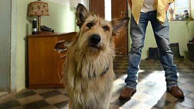 bild aus der news Die wichtigste Frage zum "Kaiserschmarrndrama": Wie schafft man es, dass ein Hund derart bekifft in die Kamera schaut?