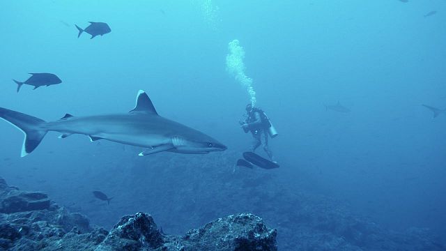 bild aus der news Bilder wie aus einem Abenteuerfilm: Der erste Trailer zu "Segeljungs" verspricht eine unvergessliche Reise – exklusiv bei FILMSTARTS