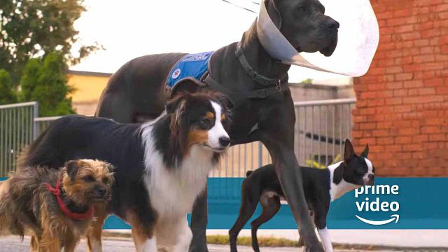 bild aus der news Neu bei Amazon Prime Video: Dieser Film ist trotz niedlicher Hunde ganz sicher nichts für die Familie