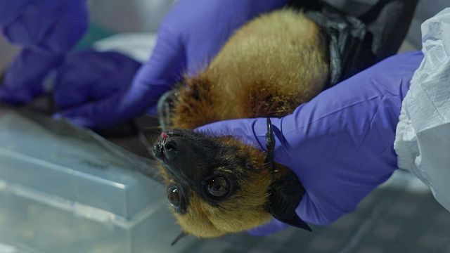 bild aus der news Wer ist "schuld" an Corona – und warum brauchen wir eigentlich immer sofort Sündenböcke: Trailer-Premiere zur Kino-Doku "Blame"