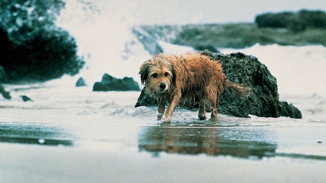 bild aus der news Heute Abend streamen: Ein bewegendes Abenteuer vor bildhübscher, wilder Naturkulisse